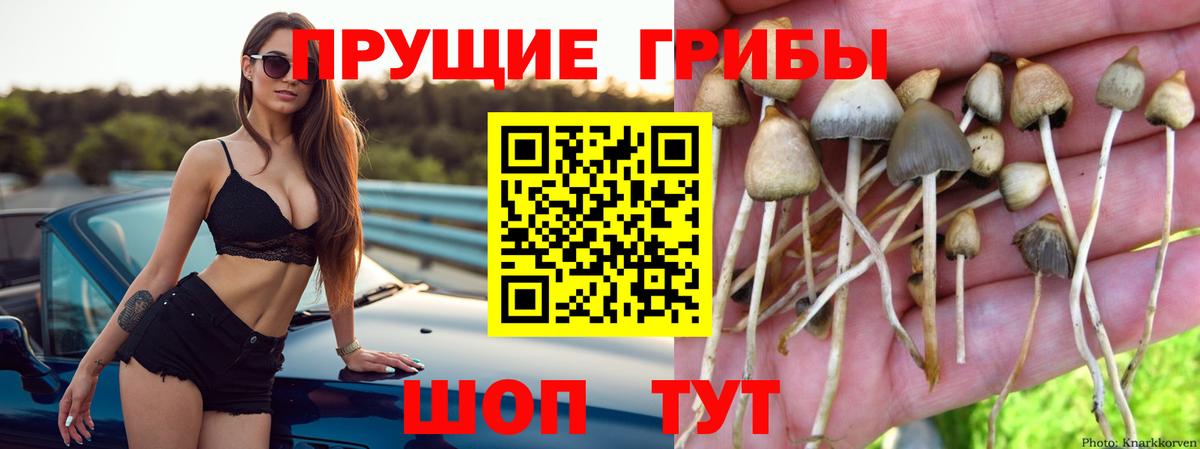 Верхняя Пышма  Псилоцибиновые грибы Cubensis  Вход с VPN  Псилоцибиновые грибы GOLDEN TEACHER 